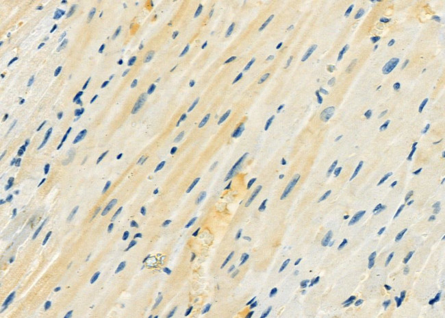 EIF1B Antibody in Immunohistochemistry (Paraffin) (IHC (P))