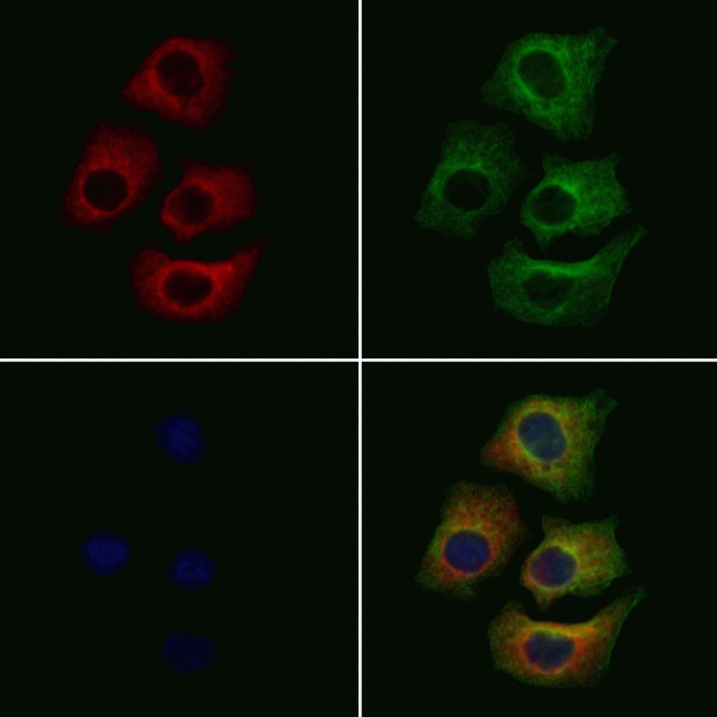 eIF3a Antibody in Immunocytochemistry (ICC/IF)