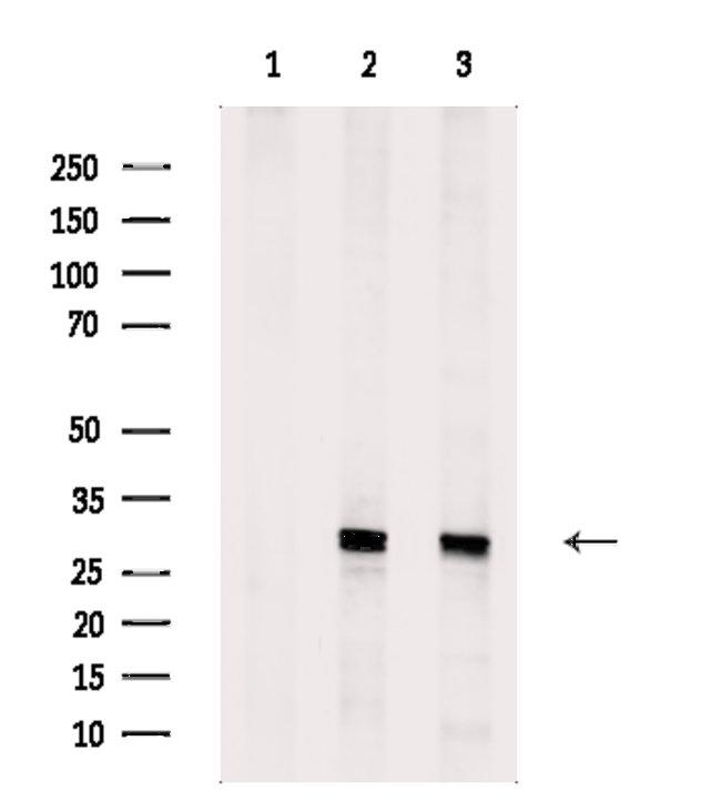 FOLR2 Antibody in Western Blot (WB)