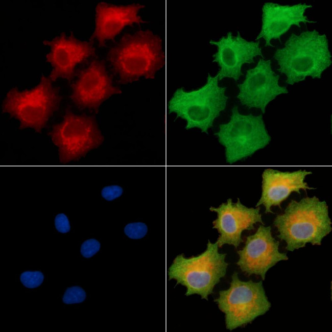 GABRR1 Antibody in Immunocytochemistry (ICC/IF)