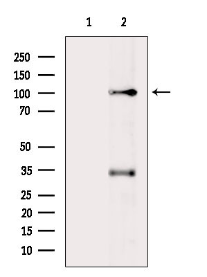 PAXBP1 Antibody in Western Blot (WB)