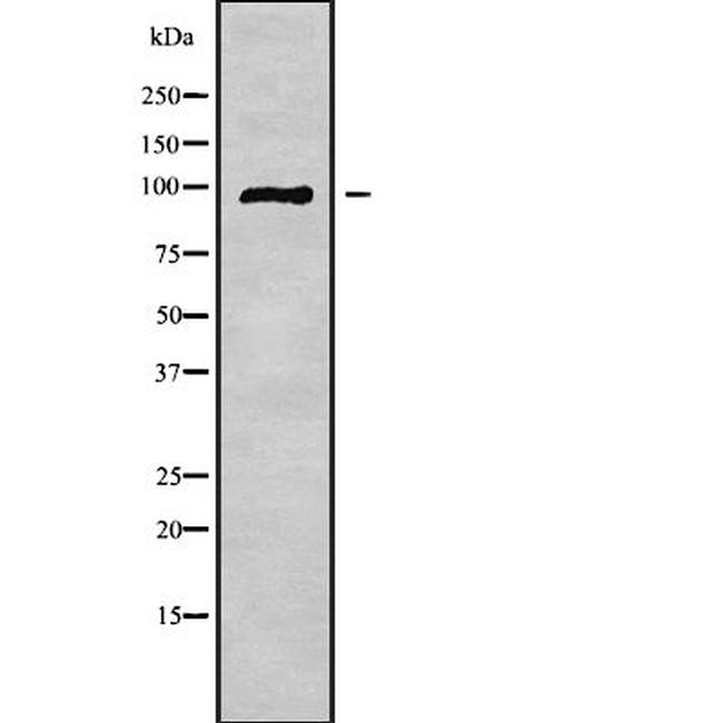 GPRASP2 Antibody in Western Blot (WB)