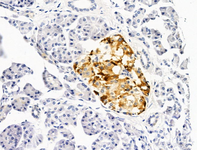 G-CSF Antibody in Immunohistochemistry (Paraffin) (IHC (P))