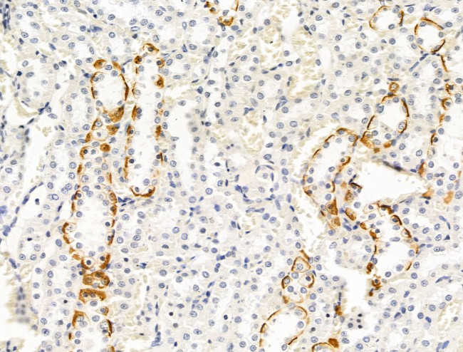 G-CSF Antibody in Immunohistochemistry (Paraffin) (IHC (P))