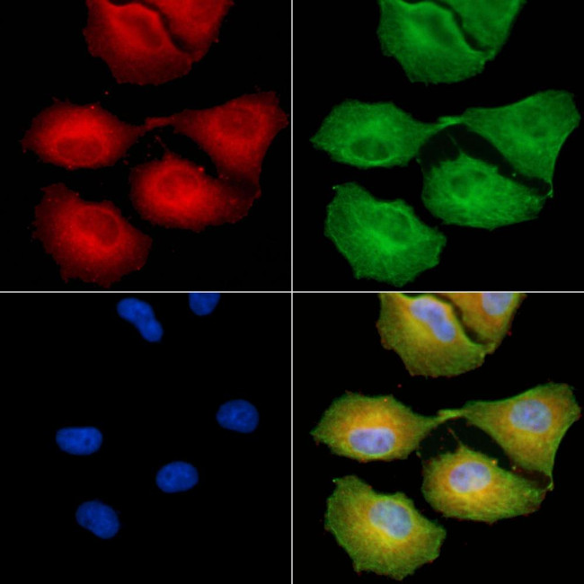 GNG5 Antibody in Immunocytochemistry (ICC/IF)