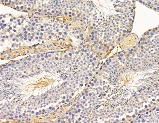 GNG5 Antibody in Immunohistochemistry (Paraffin) (IHC (P))