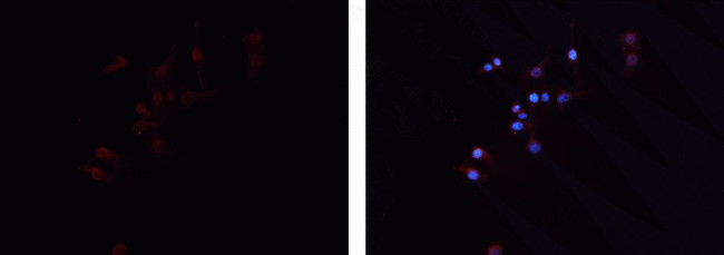 GNG7 Antibody in Immunocytochemistry (ICC/IF)