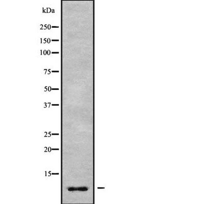 GNG7 Antibody in Western Blot (WB)