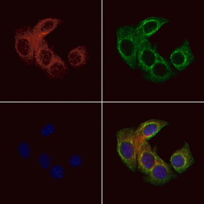 GNG8 Antibody in Immunocytochemistry (ICC/IF)