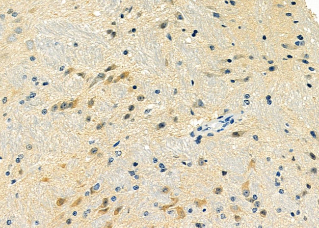 GNG8 Antibody in Immunohistochemistry (Paraffin) (IHC (P))