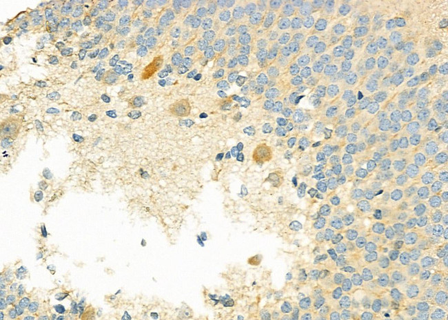 GNG8 Antibody in Immunohistochemistry (Paraffin) (IHC (P))