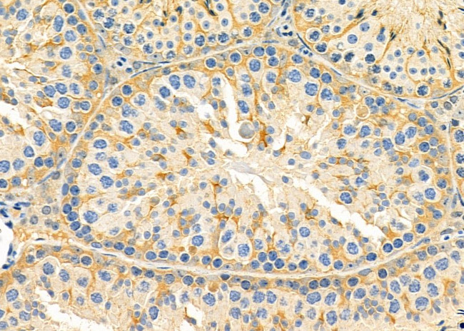 GNG8 Antibody in Immunohistochemistry (Paraffin) (IHC (P))