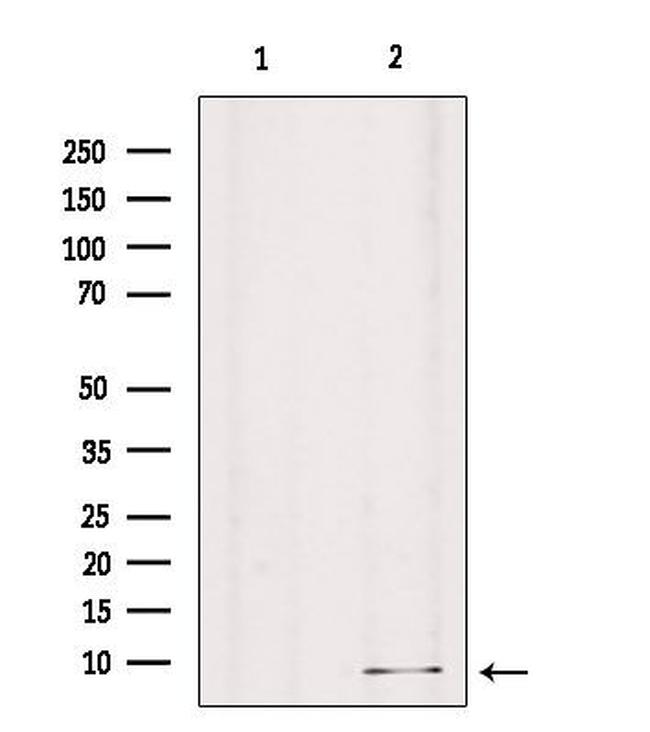 GNG8 Antibody in Western Blot (WB)