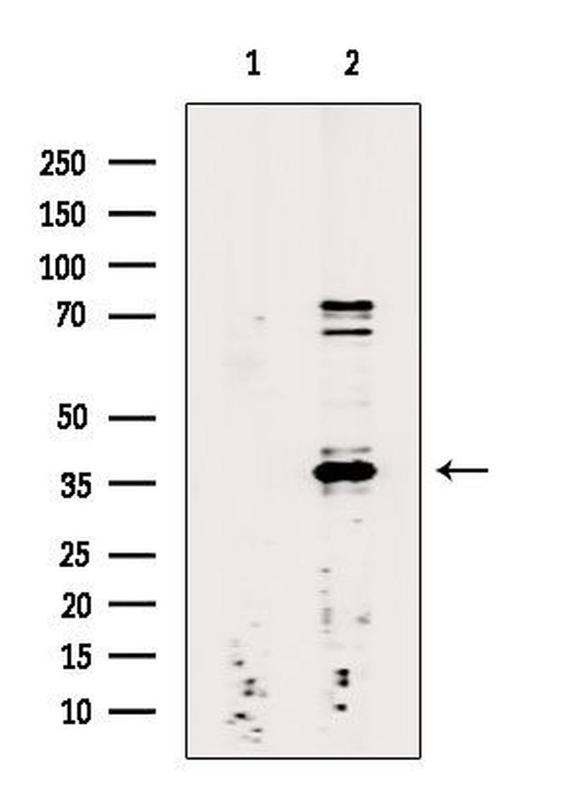 hnRNP DL Antibody in Western Blot (WB)