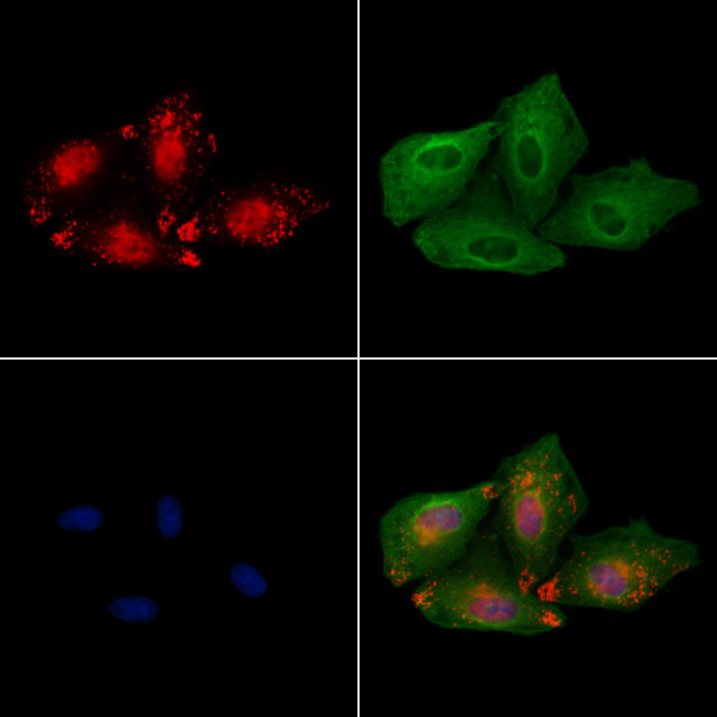 HOXB3 Antibody in Immunocytochemistry (ICC/IF)