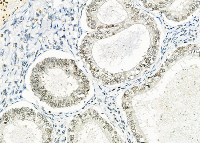 NKX6-2 Antibody in Immunohistochemistry (Paraffin) (IHC (P))