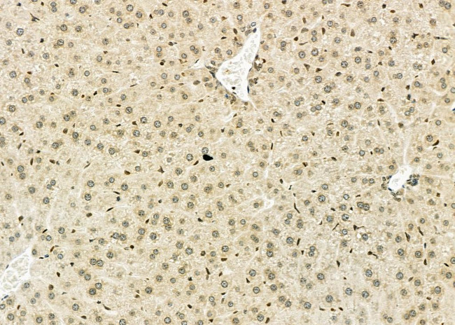 NKX6-2 Antibody in Immunohistochemistry (Paraffin) (IHC (P))