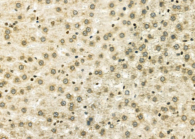 NKX6-2 Antibody in Immunohistochemistry (Paraffin) (IHC (P))