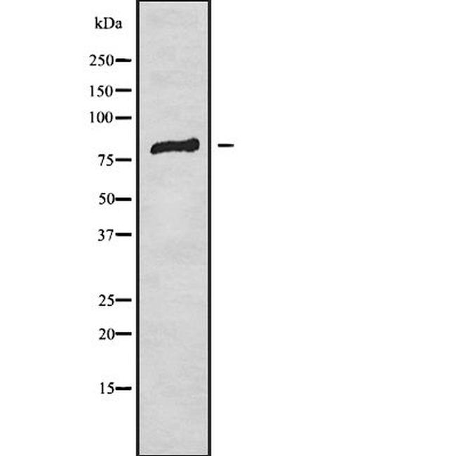 SIX4 Antibody in Western Blot (WB)