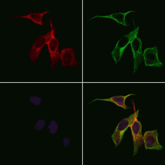 ICAM-5 Precursor Antibody in Immunocytochemistry (ICC/IF)