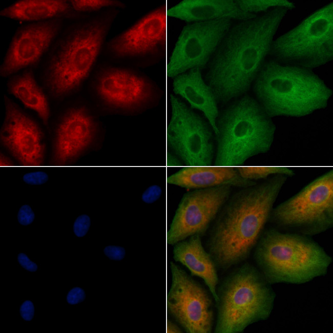 IMMP2L Antibody in Immunocytochemistry (ICC/IF)