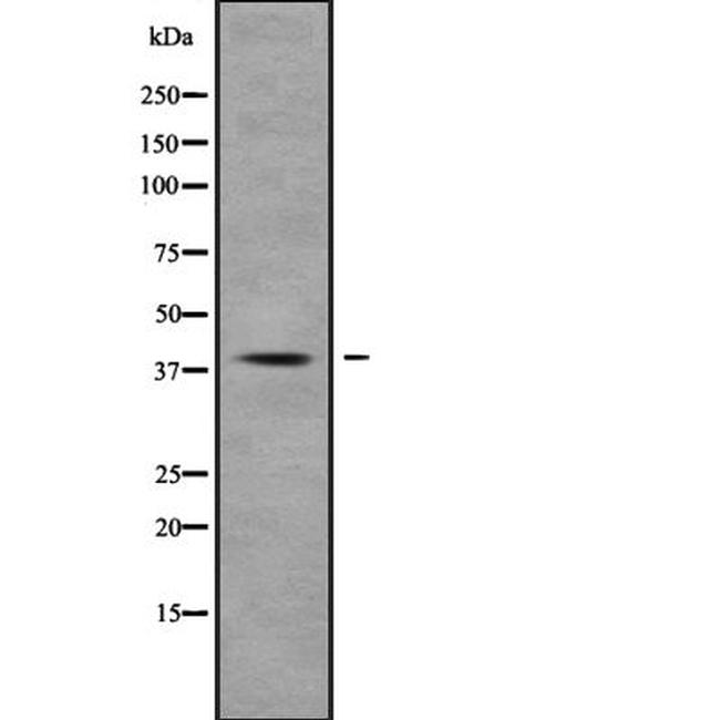 MUC7 Antibody in Western Blot (WB)