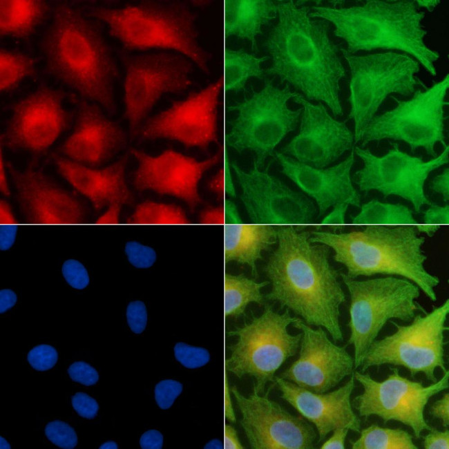 Neurensin 2 Antibody in Immunocytochemistry (ICC/IF)