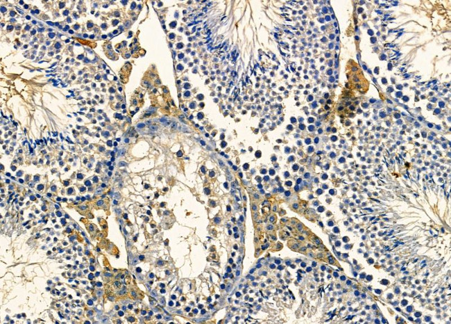 Neurensin 2 Antibody in Immunohistochemistry (Paraffin) (IHC (P))