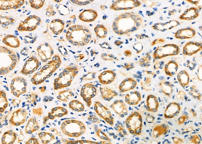 NXPH2 Antibody in Immunohistochemistry (Paraffin) (IHC (P))