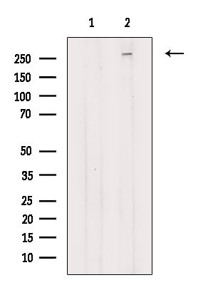 NAV3 Antibody in Western Blot (WB)