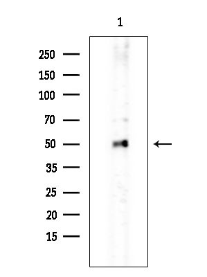 SC65 Antibody in Western Blot (WB)