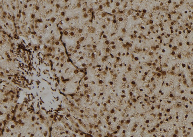 OAZ2 Antibody in Immunohistochemistry (Paraffin) (IHC (P))