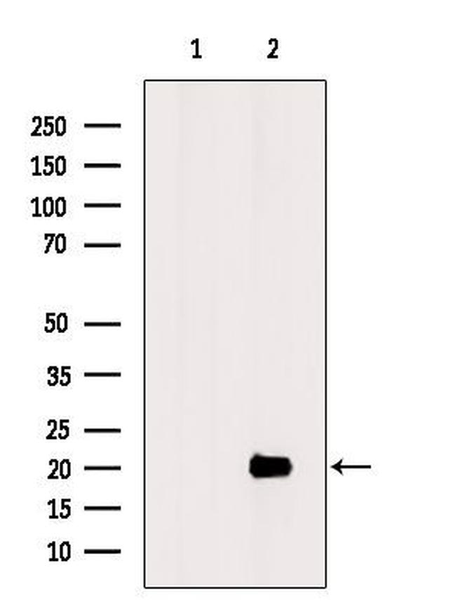 OAZ3 Antibody in Western Blot (WB)