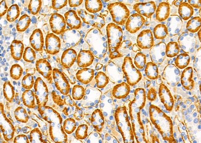 SLC6A17 Antibody in Immunohistochemistry (Paraffin) (IHC (P))