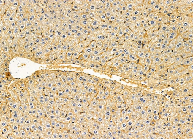 INPP5J Antibody in Immunohistochemistry (Paraffin) (IHC (P))