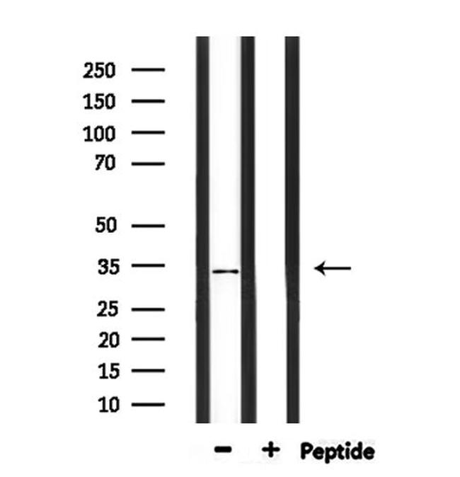 PIGC Antibody in Western Blot (WB)