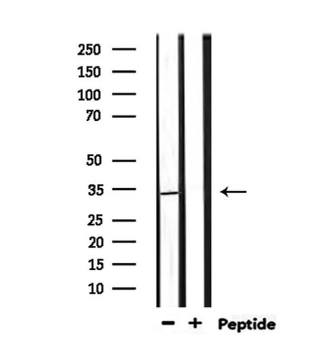 PIGC Antibody in Western Blot (WB)