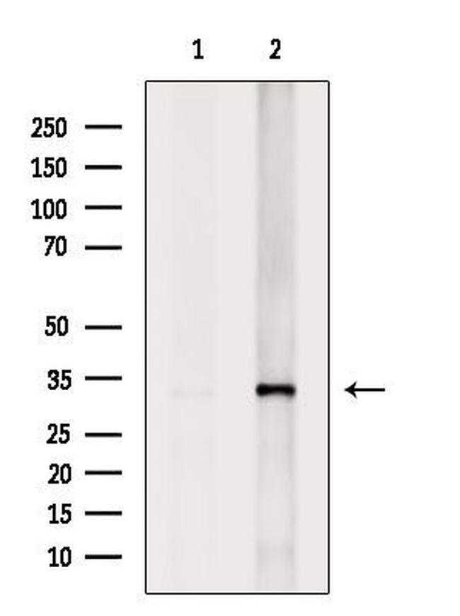 PITPN Antibody in Western Blot (WB)