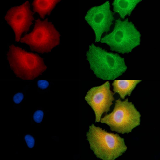 PIGW Antibody in Immunocytochemistry (ICC/IF)