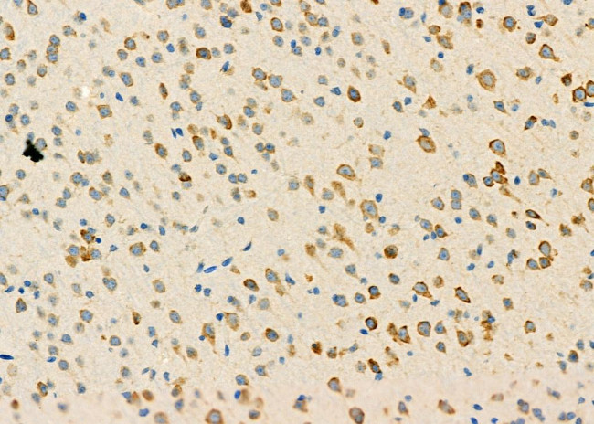 PIK3R6 Antibody in Immunohistochemistry (Paraffin) (IHC (P))