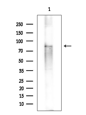 PIK3R6 Antibody in Western Blot (WB)