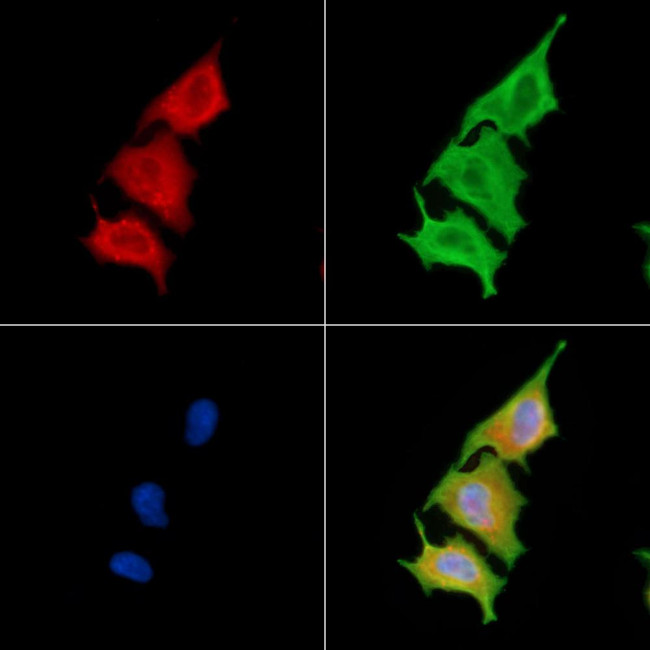 PLD3 Antibody in Immunocytochemistry (ICC/IF)