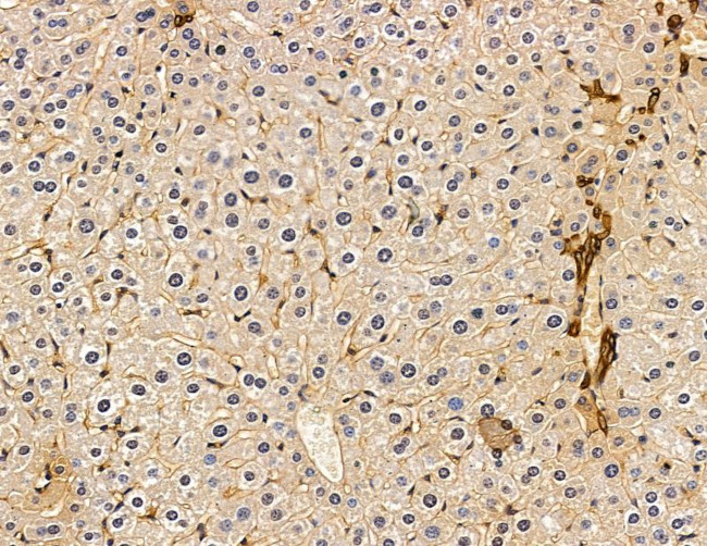 PLD3 Antibody in Immunohistochemistry (Paraffin) (IHC (P))