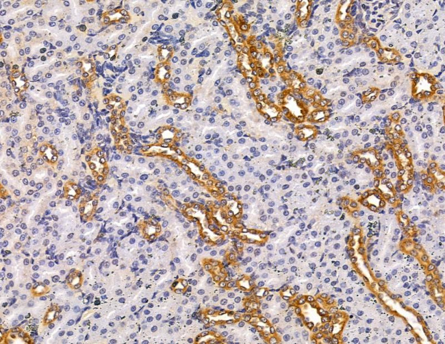 PLD3 Antibody in Immunohistochemistry (Paraffin) (IHC (P))