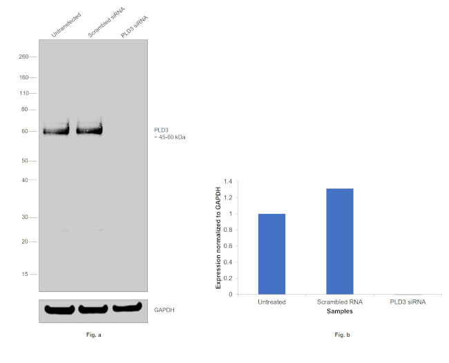 PLD3 Antibody in Western Blot (WB)