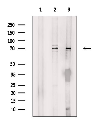 PABPC3 Antibody in Western Blot (WB)