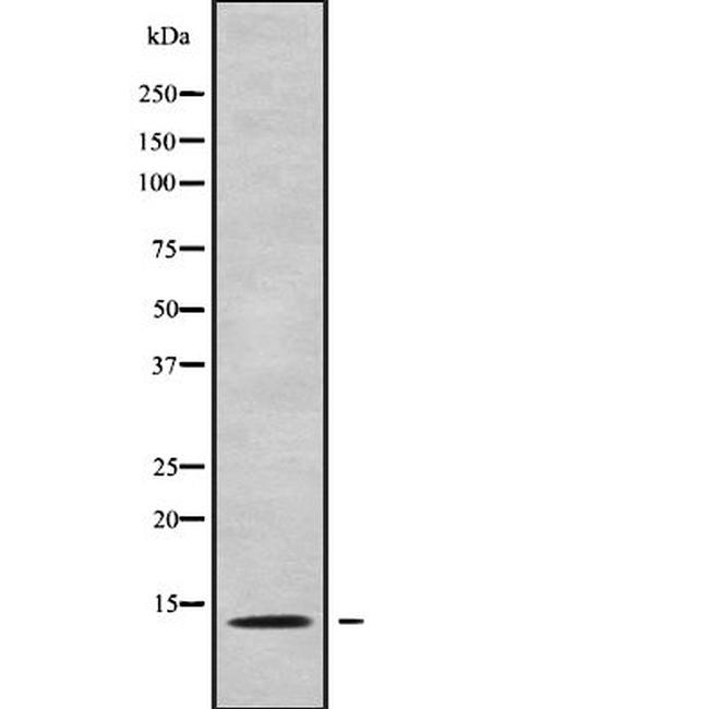 PAGE3 Antibody in Western Blot (WB)