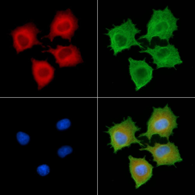 RABL2B Antibody in Immunocytochemistry (ICC/IF)