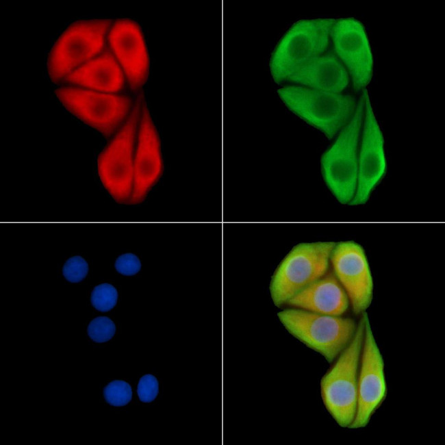 RGL1 Antibody in Immunocytochemistry (ICC/IF)