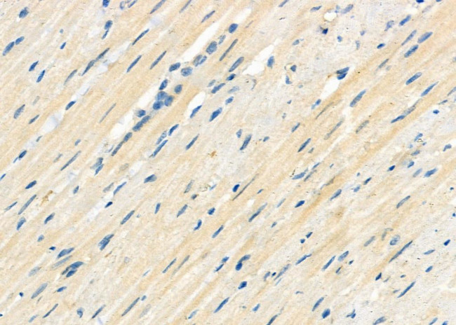 RASIP1 Antibody in Immunohistochemistry (Paraffin) (IHC (P))